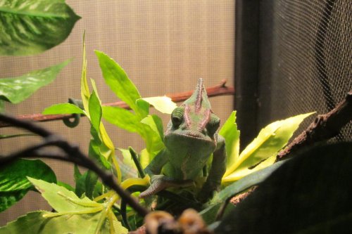 IMG_0618.jpg