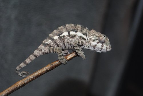 DSC_0713.jpg