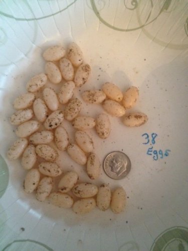 photo (12).JPG