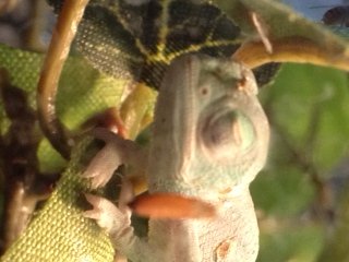 baby cham.jpg