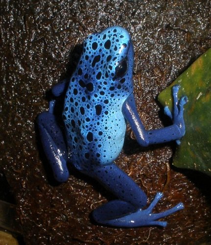 Azureus Male B1 zoom.jpg