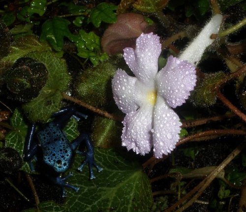 Episca and Azureus 2.JPG