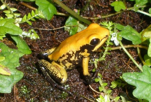 Bicolor Subadult Closeup.JPG