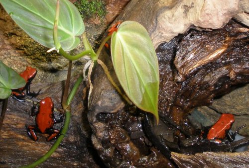 Red Galacts All Four.jpg