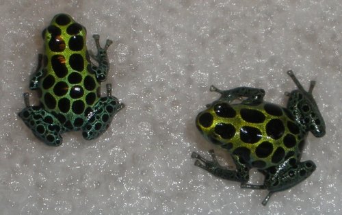 Variabilis Probable Pair.JPG