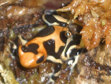 Intermedius Closeup Suspected Male - sold.JPG