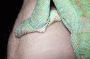 male veiled spur.gif