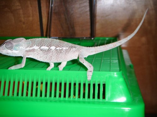 chameleon.jpg