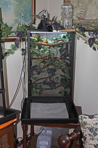 kokie01home.jpg
