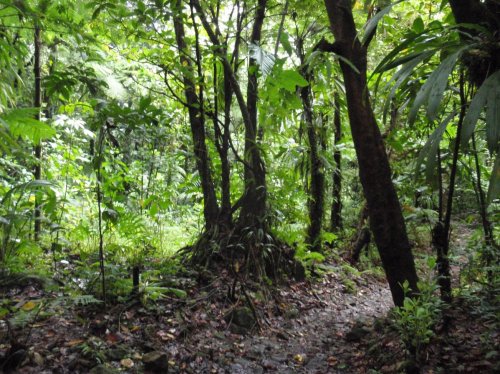 Morne_Trois_Pitons_National_Park,_Dominica_-_jungle.jpg