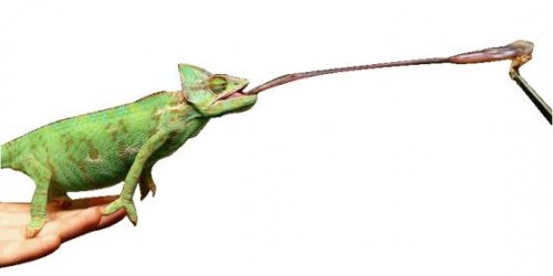 chameleontemplate.jpg