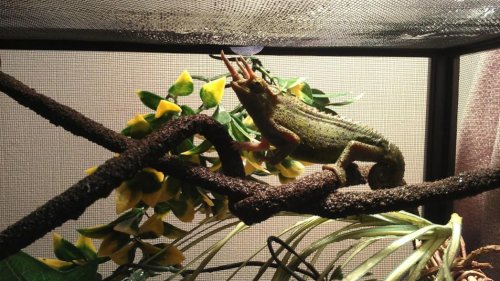 Buddy 03.01.13_3.jpg