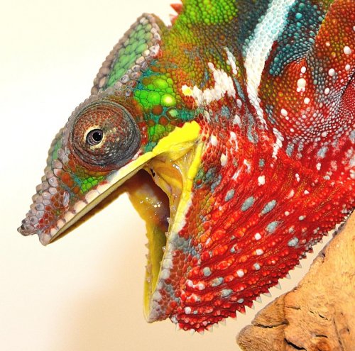 shag1.jpg