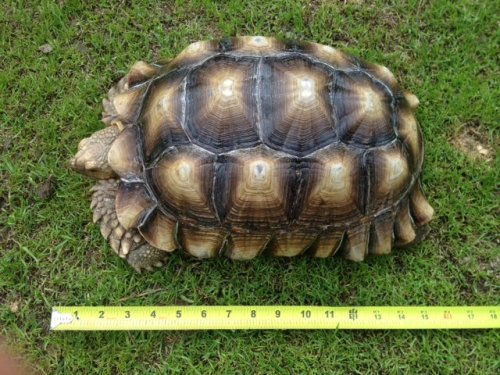 sulcata14.25inchmale.JPG