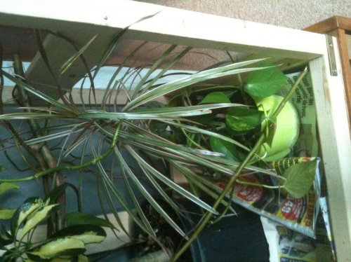 plant2.jpg