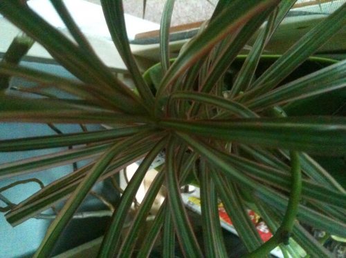 plant3.jpg