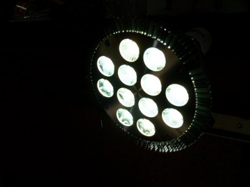 spot Jungle dawn.jpg