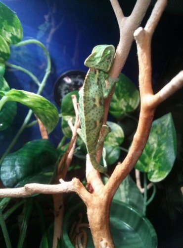 CAM00679 (593x800).jpg