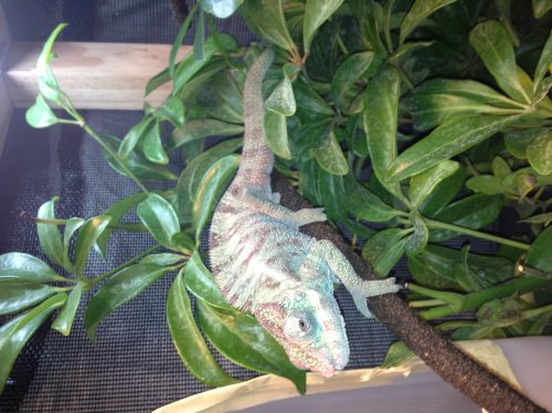 Elvis 3-7-13 (2).jpg