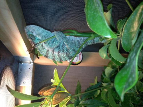 Elvis 2-24-13 (2).jpg