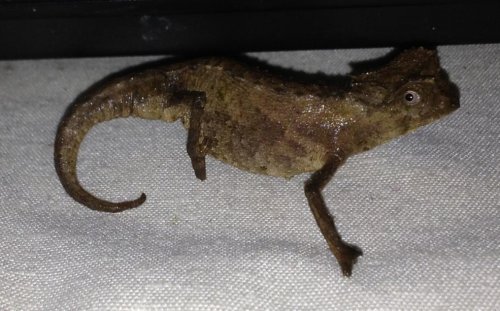 B. stumpffi 03-08-13c.jpg