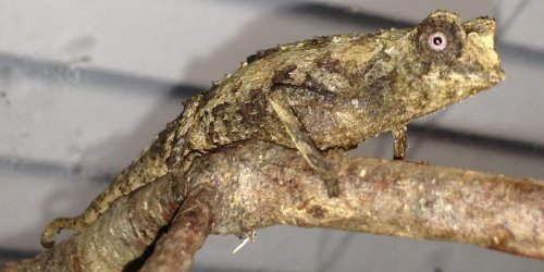 B. stumpffi 03-08-13b].jpg