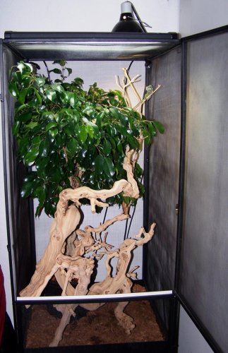 chameleon cage.jpg