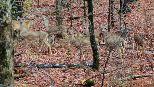 deer herd of 12 008.jpg