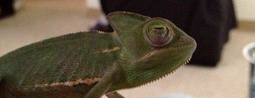 Enzo Eyes.jpg