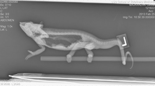 rads zeus 0010003.jpg