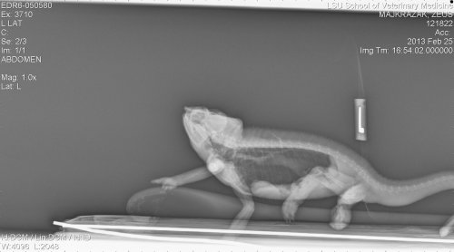 rads zeus 0010002.jpg