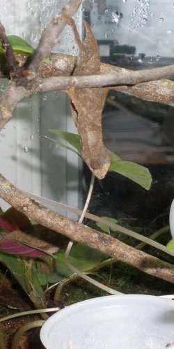 Brevi Feeding 03-23-13a.JPG