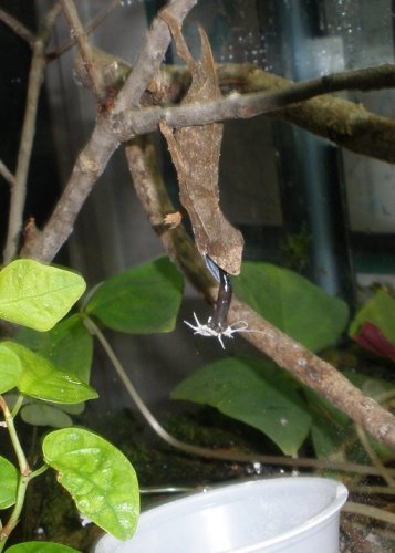 Brevi Feeding 03-23-13c.JPG