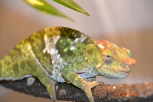 cham for sale 005.jpg