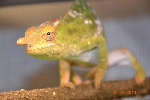 cham for sale 003.jpg