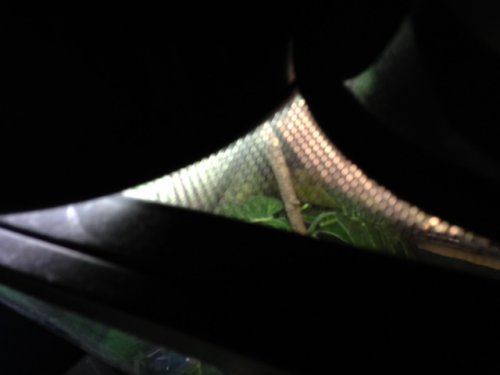 rango2.JPG
