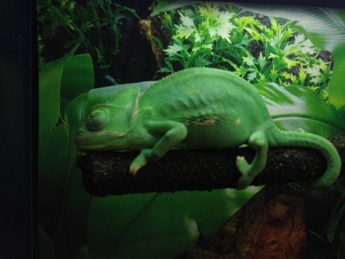 rango4.JPG