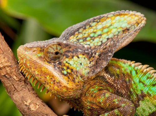5-veiled-chameleon.jpg