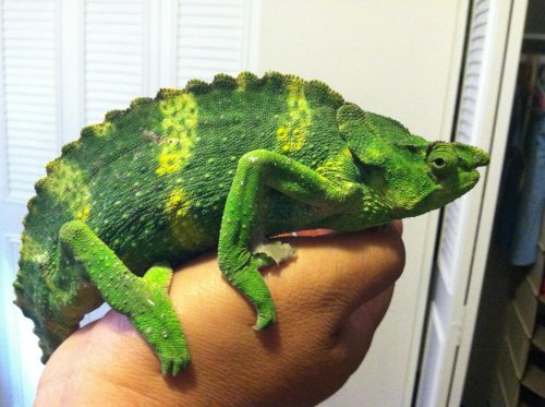 latest phone pics 076.jpg