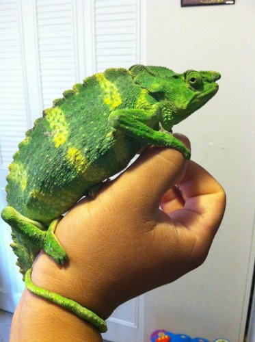 latest phone pics 078.jpg