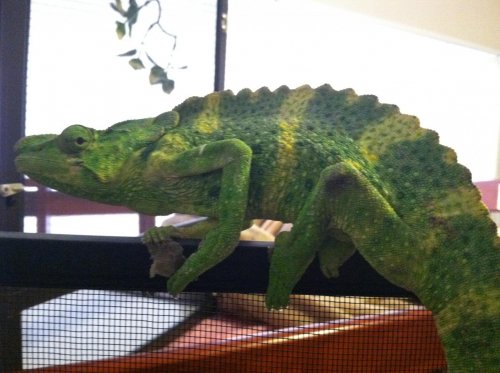 latest phone pics 083.jpg