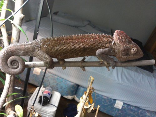 2013-03-21 harry.jpg