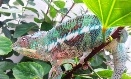 Juan Bobo 10 mo #2.jpg