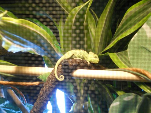 chameleon 016.jpg