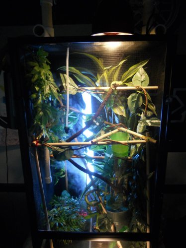 chameleon 018.jpg