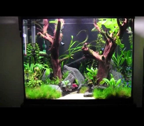 discus and Jungle Dawn Pendant2.jpg