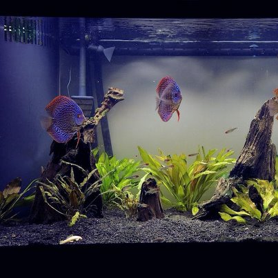 dicus lit with Jungle dawn LED Power Dome  30w.jpg