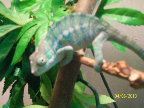 chameleon only 009.jpg