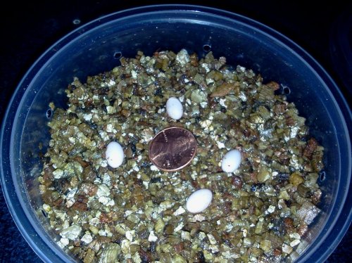 2013-04-09 19.52.10.jpg