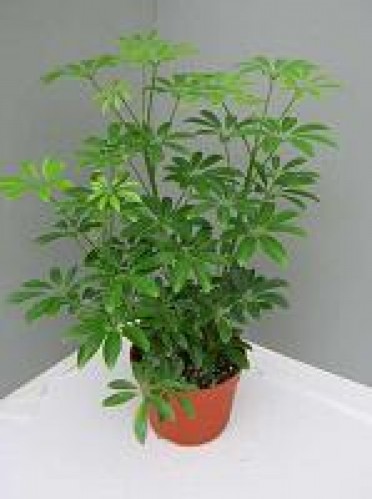schefflera_arboricola_dwarf_umbrella_plant_mini__1.jpg